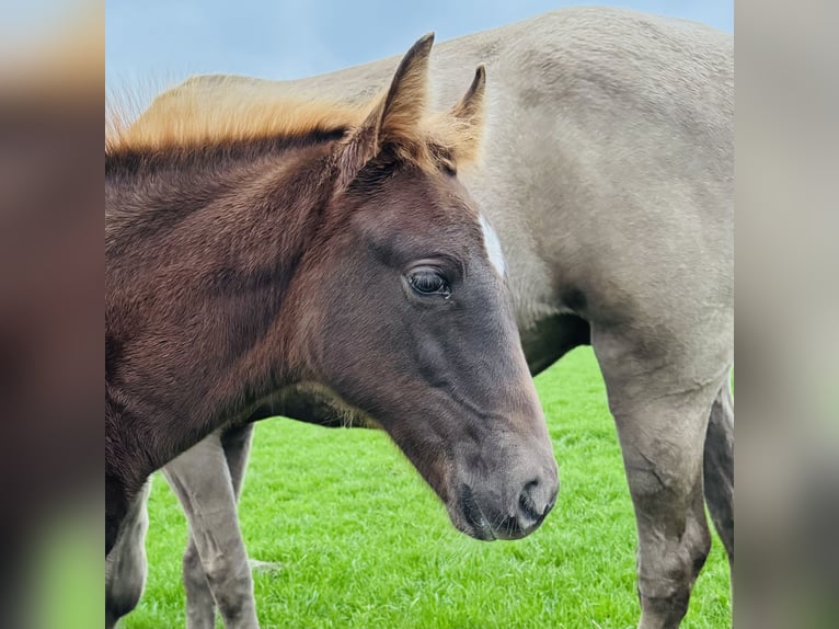 Tennessee walking horse Merrie Veulen (08/2025) Donkere-vos in Cuijk