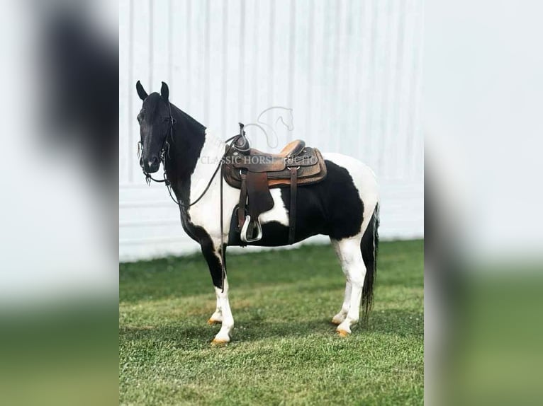 Tennessee walking horse Ruin 10 Jaar 152 cm Tobiano-alle-kleuren in Lawrenceburg, KY