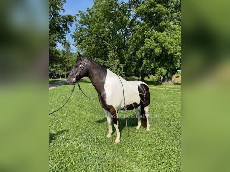 Tennessee walking horse Ruin 10 Jaar 152 cm Tobiano-alle-kleuren in Lawrenceburg, KY