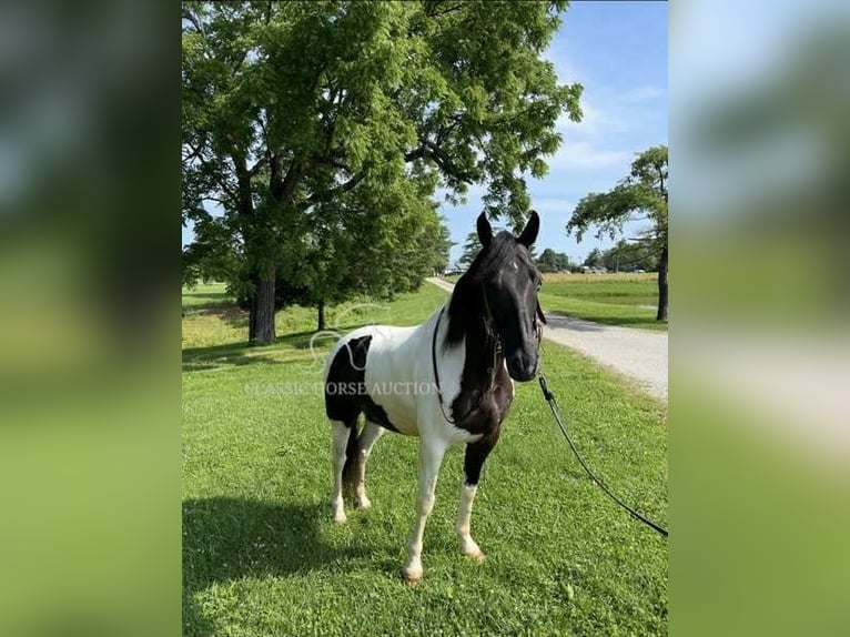Tennessee walking horse Ruin 10 Jaar 152 cm Tobiano-alle-kleuren in Lawrenceburg, KY
