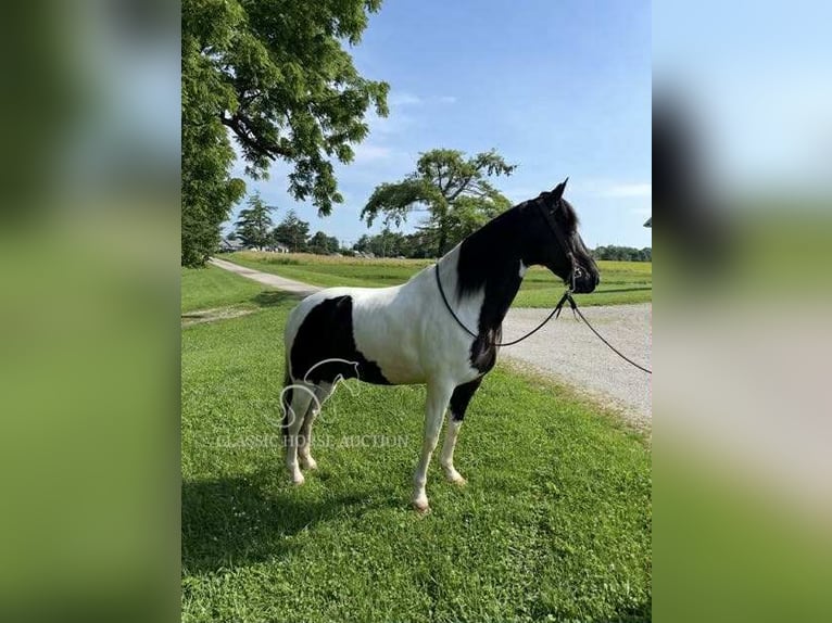 Tennessee walking horse Ruin 10 Jaar 152 cm Tobiano-alle-kleuren in Lawrenceburg, KY