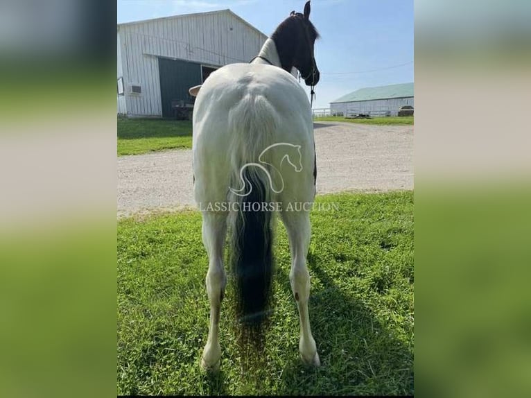 Tennessee walking horse Ruin 10 Jaar 152 cm Tobiano-alle-kleuren in Lawrenceburg, KY