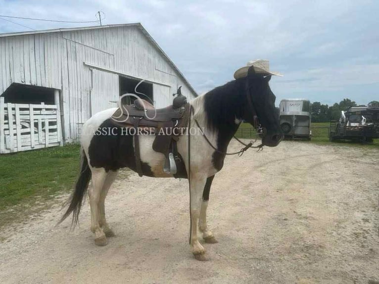 Tennessee walking horse Ruin 10 Jaar 152 cm Tobiano-alle-kleuren in Lawrenceburg, KY