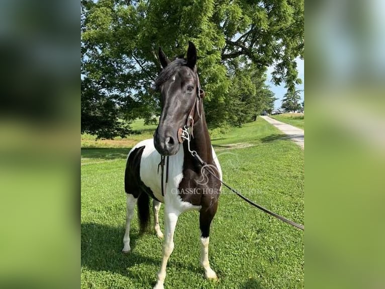 Tennessee walking horse Ruin 10 Jaar 152 cm Tobiano-alle-kleuren in Lawrenceburg, KY