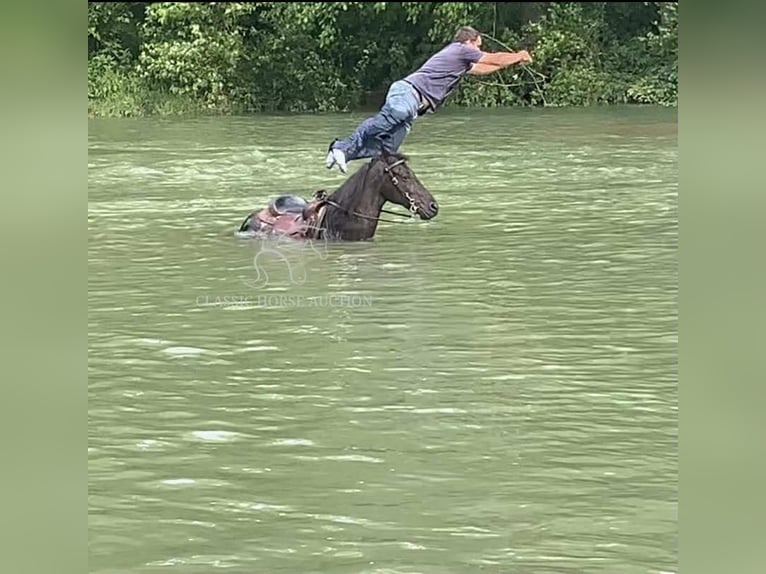 Tennessee walking horse Ruin 10 Jaar 152 cm Zwart in Hustonville, KY