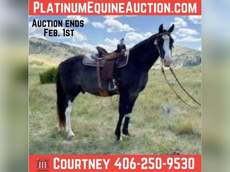 Tennessee walking horse Ruin 10 Jaar 152 cm Zwart in Jacksboro TX