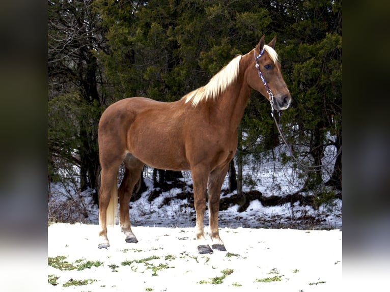 Tennessee walking horse Ruin 10 Jaar 155 cm Roodvos in Mount Vernon