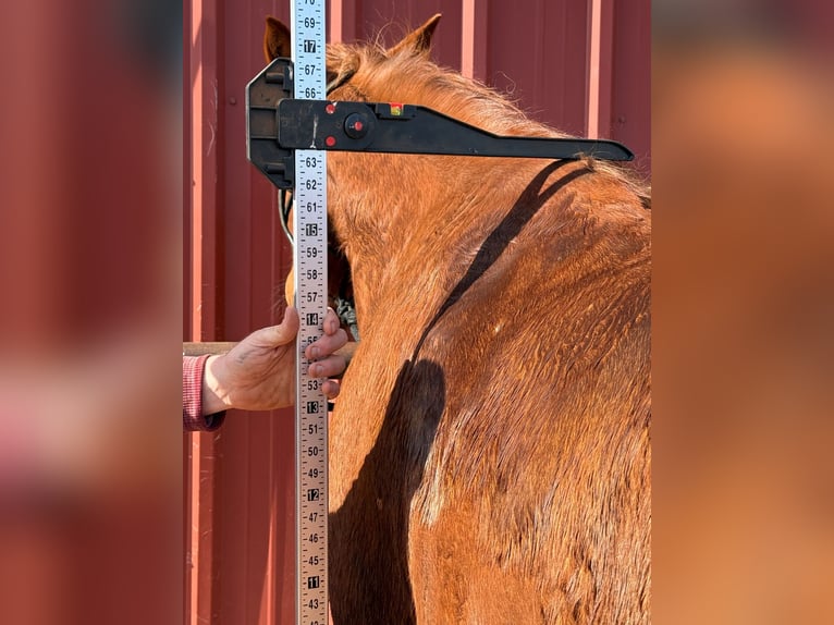 Tennessee walking horse Ruin 10 Jaar 160 cm Roodvos in Wichita Falls