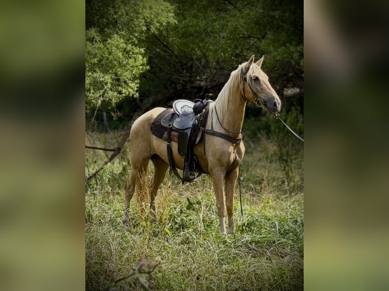 Tennessee walking horse Ruin 10 Jaar 161 cm Palomino in Canton