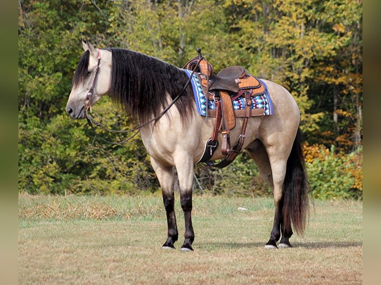 Tennessee walking horse Ruin 10 Jaar 165 cm Buckskin in Corinth MS