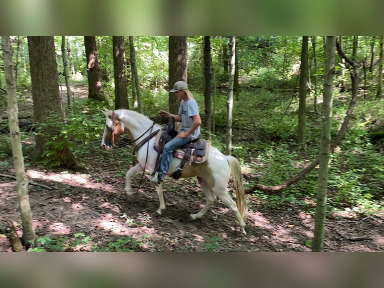 Tennessee walking horse Ruin 10 Jaar Tobiano-alle-kleuren in Ravennna TX