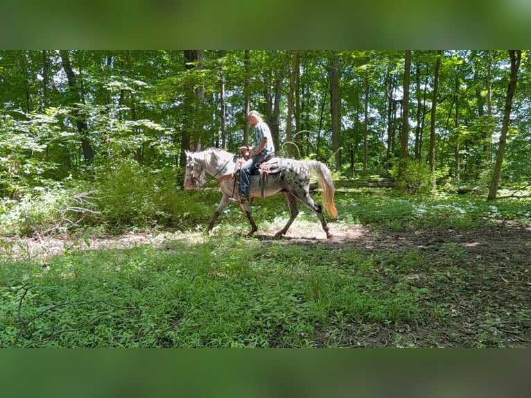 Tennessee walking horse Ruin 11 Jaar 142 cm Tobiano-alle-kleuren in Moscow, OH