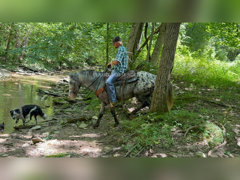 Tennessee walking horse Ruin 11 Jaar 142 cm Tobiano-alle-kleuren in Moscow, OH