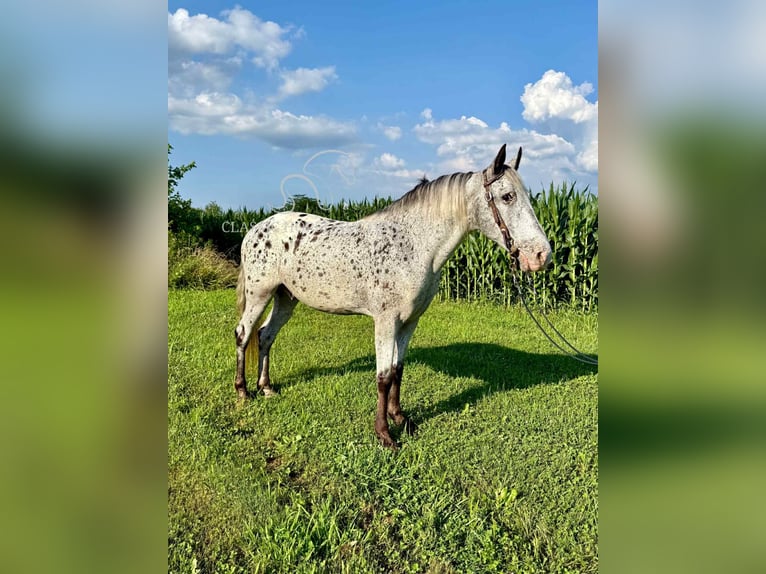 Tennessee walking horse Ruin 11 Jaar 142 cm Tobiano-alle-kleuren in Moscow, OH