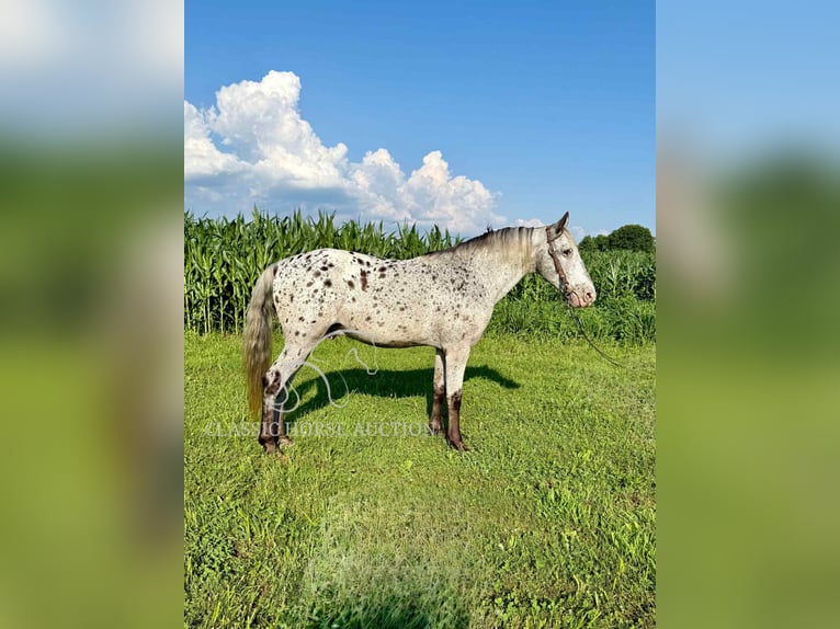 Tennessee walking horse Ruin 11 Jaar 142 cm Tobiano-alle-kleuren in Moscow, OH