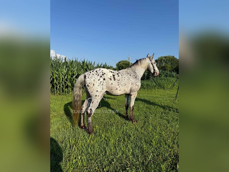 Tennessee walking horse Ruin 11 Jaar 142 cm Tobiano-alle-kleuren in Moscow, OH