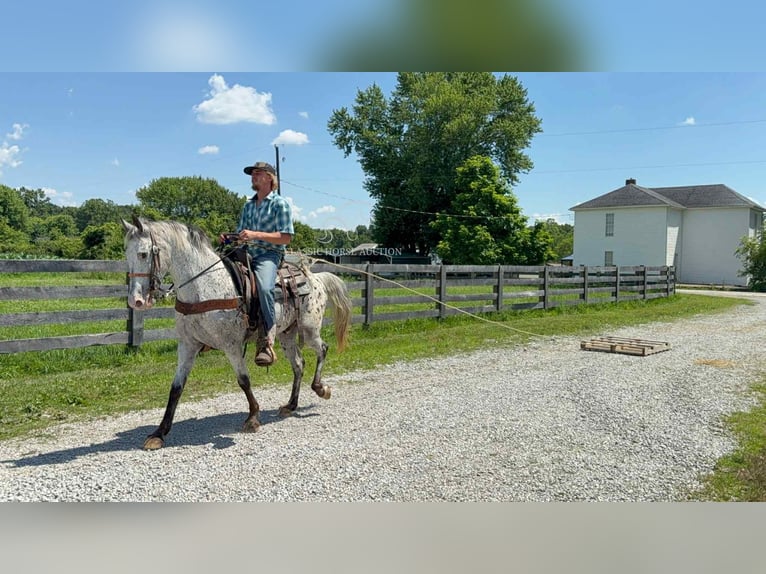 Tennessee walking horse Ruin 11 Jaar 142 cm Tobiano-alle-kleuren in Moscow, OH