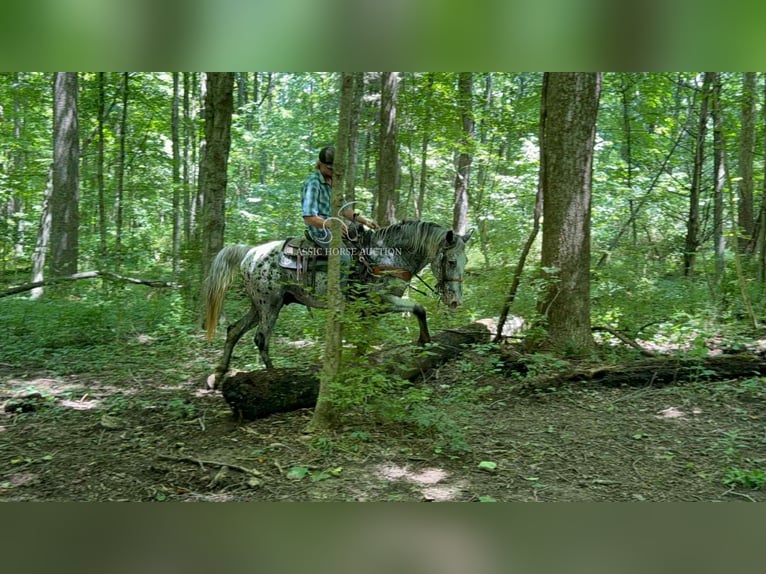 Tennessee walking horse Ruin 11 Jaar 142 cm Tobiano-alle-kleuren in Moscow, OH