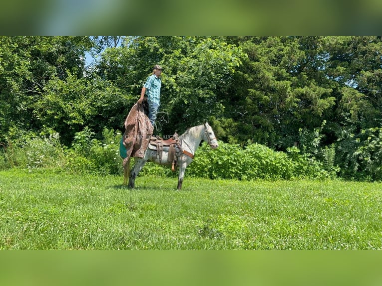 Tennessee walking horse Ruin 11 Jaar 142 cm Tobiano-alle-kleuren in Moscow, OH