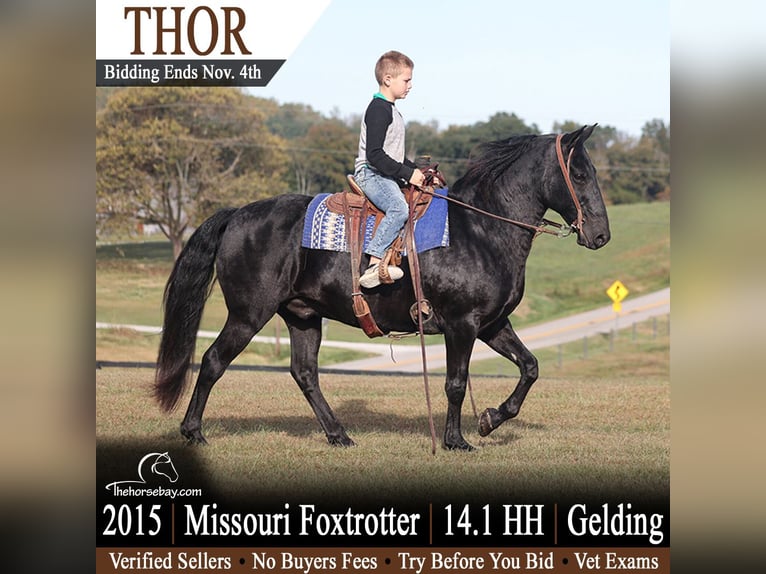Tennessee walking horse Ruin 11 Jaar 145 cm Zwart in Parkers Lake, KY