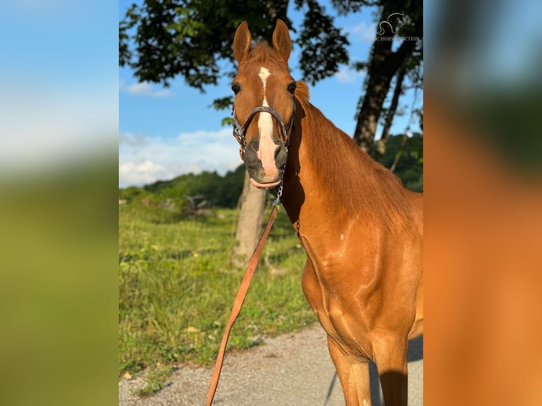 Tennessee walking horse Ruin 11 Jaar 152 cm Roodvos in Sneedville,TN