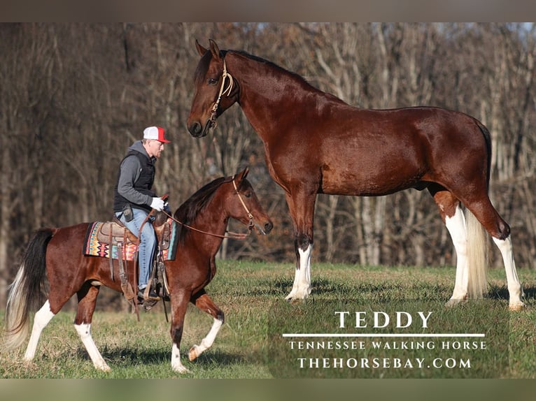 Tennessee walking horse Ruin 11 Jaar 152 cm Tobiano-alle-kleuren in Parkers Lake, KY