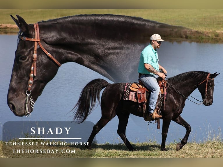 Tennessee walking horse Ruin 11 Jaar 152 cm Zwart in Parkers Lake, KY