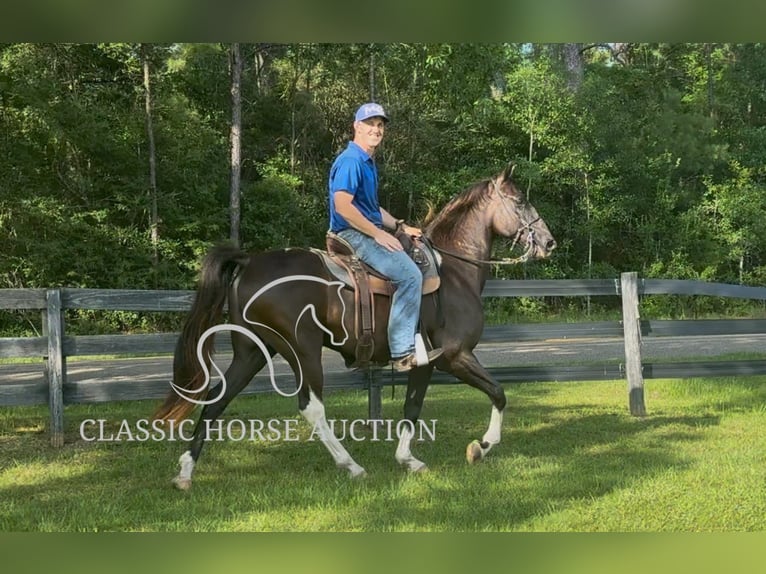 Tennessee walking horse Ruin 11 Jaar 152 cm Zwart in Poplarville, MS