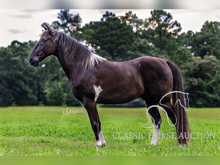 Tennessee walking horse Ruin 11 Jaar 152 cm Zwart in Poplarville, MS