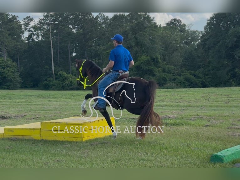 Tennessee walking horse Ruin 11 Jaar 152 cm Zwart in Poplarville, MS