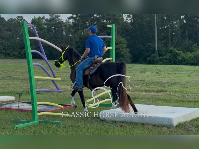 Tennessee walking horse Ruin 11 Jaar 152 cm Zwart in Poplarville, MS