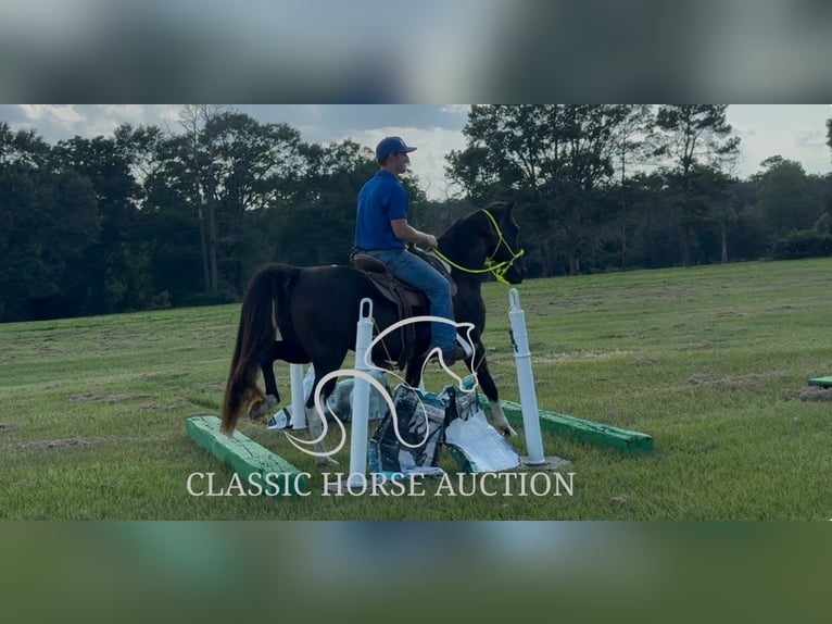 Tennessee walking horse Ruin 11 Jaar 152 cm Zwart in Poplarville, MS