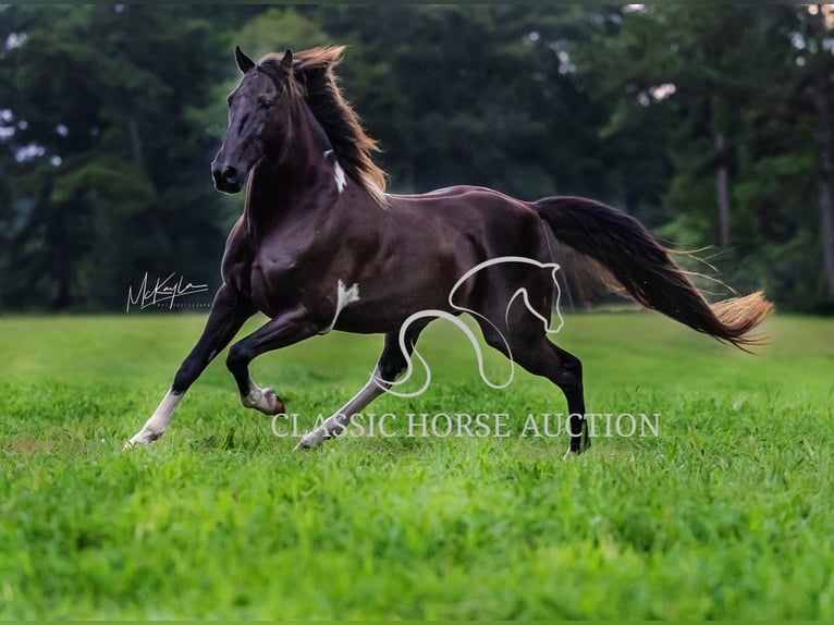 Tennessee walking horse Ruin 11 Jaar 152 cm Zwart in Poplarville, MS