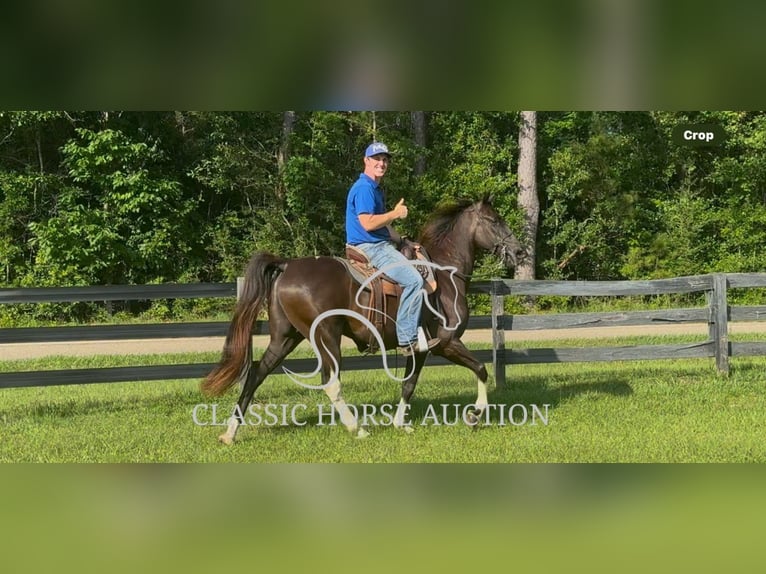 Tennessee walking horse Ruin 11 Jaar 152 cm Zwart in Poplarville, MS