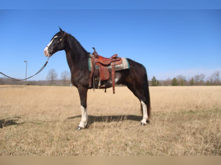 Tennessee walking horse Ruin 11 Jaar 157 cm Zwart in Pine Knot
