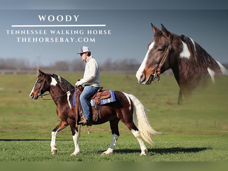 Tennessee walking horse Ruin 12 Jaar 145 cm Tobiano-alle-kleuren in Parkers Lake, KY