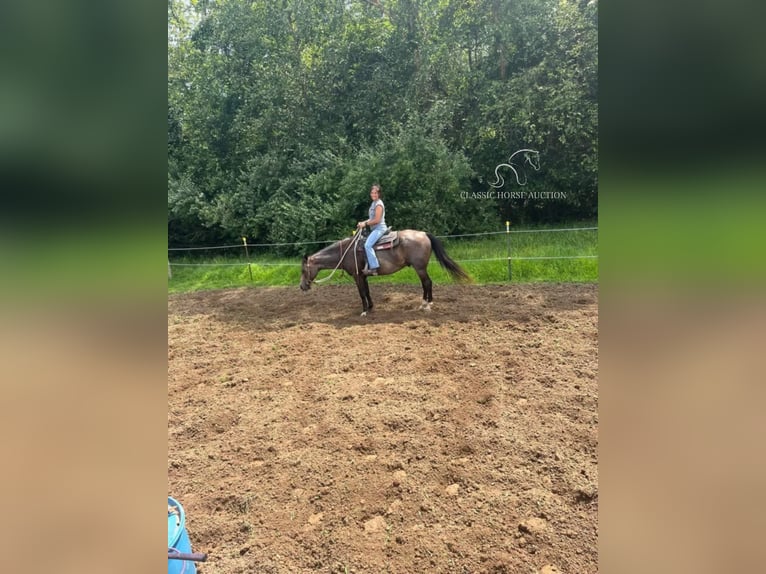 Tennessee walking horse Ruin 12 Jaar 152 cm Buckskin in Charleston, KY