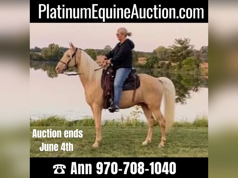 Tennessee walking horse Ruin 12 Jaar 152 cm Palomino in Ancram NY