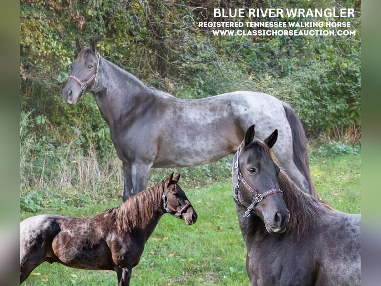 Tennessee walking horse Ruin 12 Jaar 152 cm Roan-Blue in Grass Lake, MI