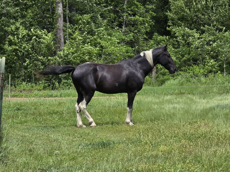 Tennessee walking horse Ruin 12 Jaar 152 cm Tobiano-alle-kleuren in Vienna, MO