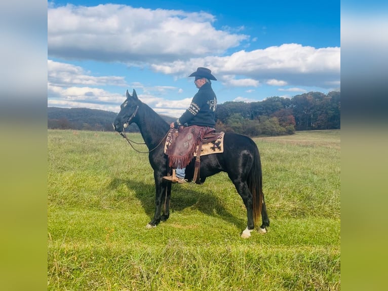 Tennessee walking horse Ruin 12 Jaar 155 cm Zwart in Waynesboro