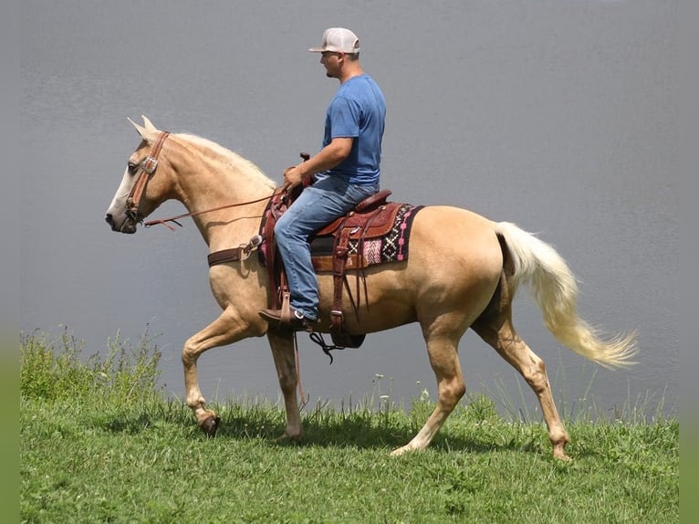 Tennessee walking horse Ruin 12 Jaar 157 cm Palomino in Brodhead, Ky