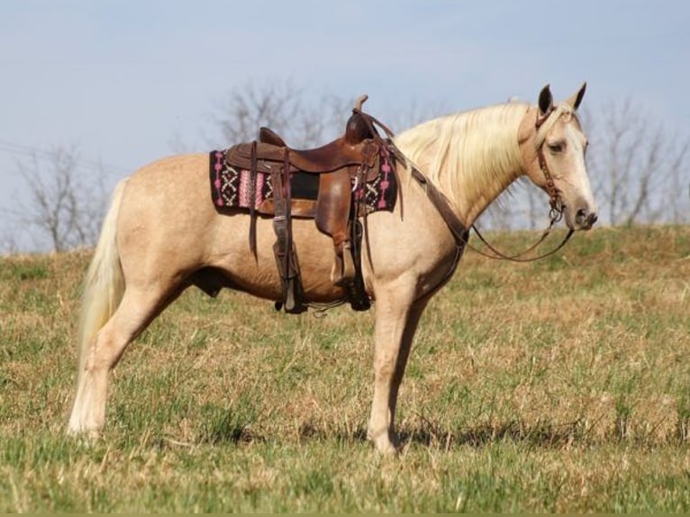 Tennessee walking horse Ruin 12 Jaar 157 cm Palomino in Whitley City KY
