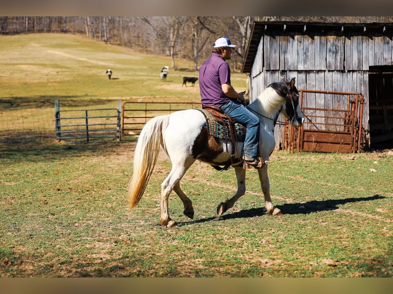 Tennessee walking horse Ruin 12 Jaar 157 cm Tobiano-alle-kleuren in Hampshire TN