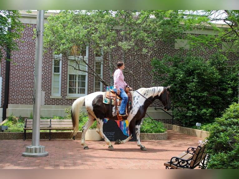 Tennessee walking horse Ruin 12 Jaar 165 cm Tobiano-alle-kleuren in Rusk TX