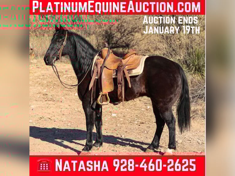 Tennessee walking horse Ruin 13 Jaar 142 cm Zwart in Camp Verde AZ