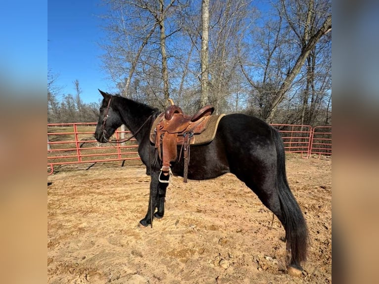 Tennessee walking horse Ruin 13 Jaar 152 cm Zwart in Carnesville