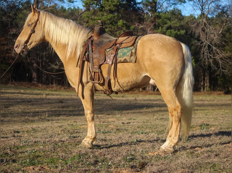 Tennessee walking horse Ruin 13 Jaar 155 cm Palomino in Rusk TX