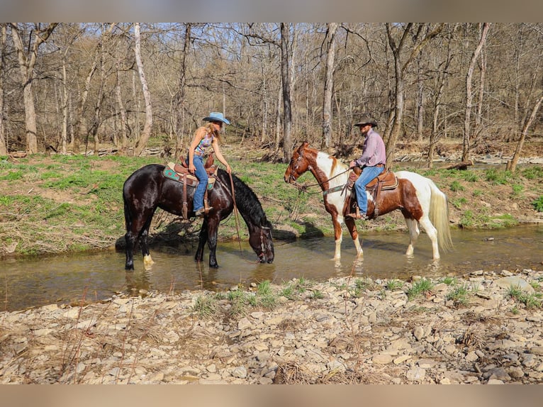 Tennessee walking horse Ruin 13 Jaar 155 cm Tobiano-alle-kleuren in Hillsboro, KY