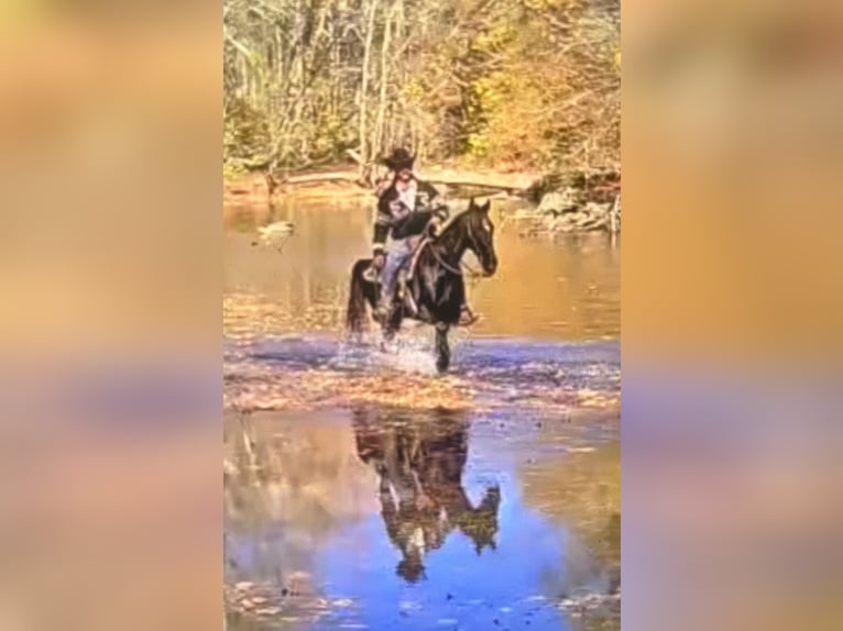 Tennessee walking horse Ruin 13 Jaar 155 cm Zwart in Waynesboro